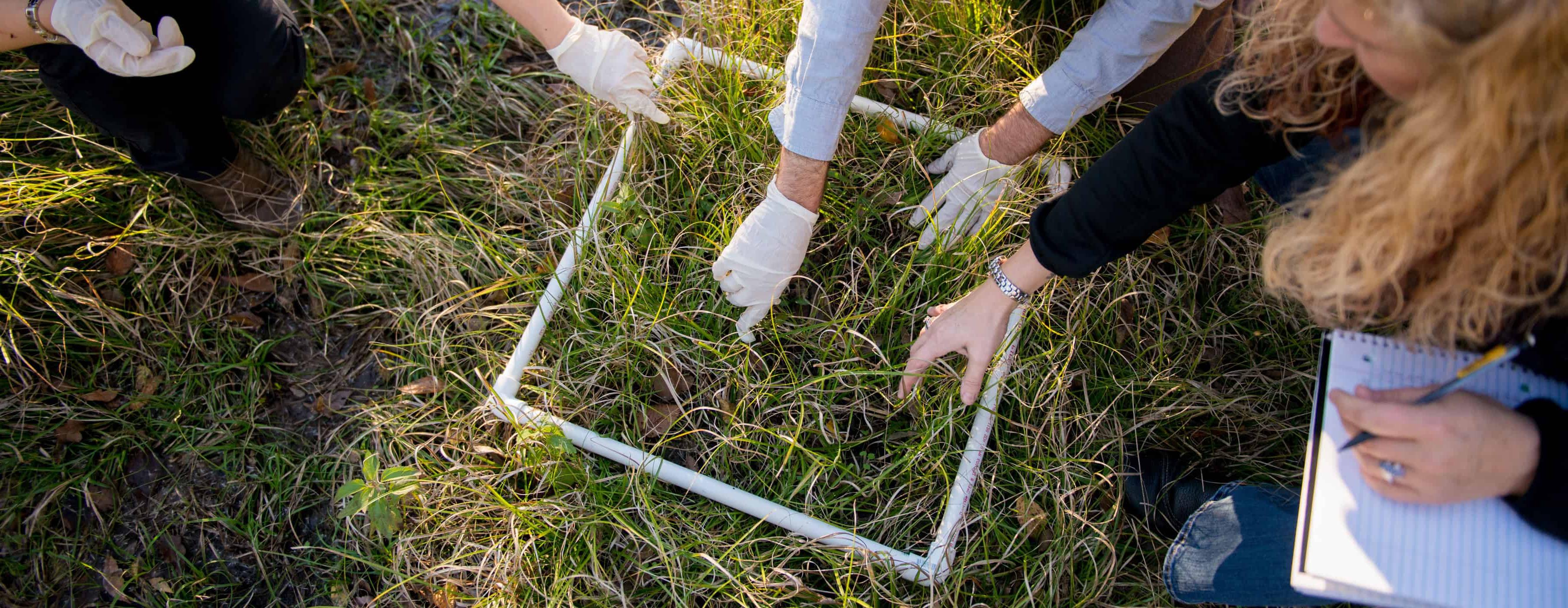 Students taking sample of grass
